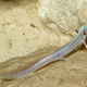 La salamandra ciega de Texas (Eurycea rathbuni). Foto: Brian Gratwicke / Flickr, bajo licencia Creative Commons.